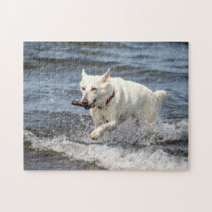 White German shepard på Sjö George Pussel