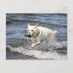 White German shepard på Sjö George Vykort