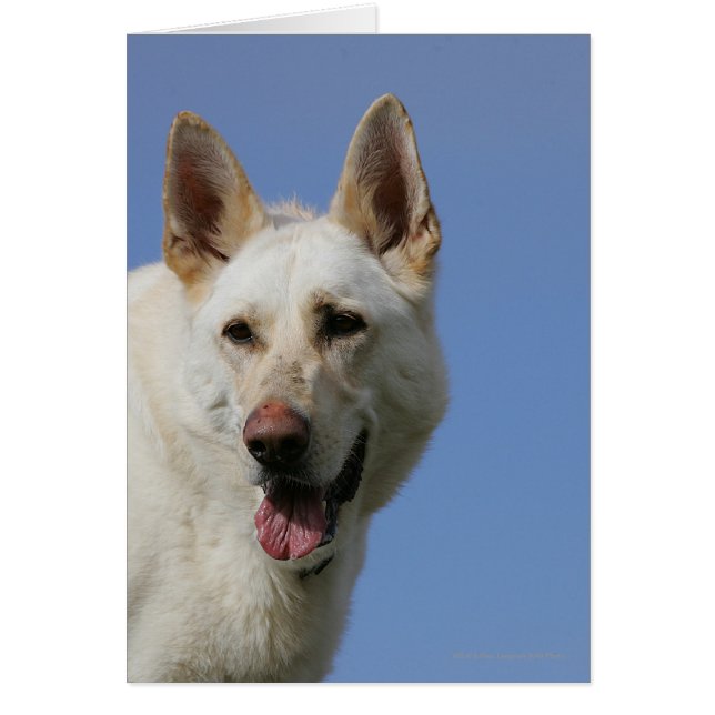 White German Shepherd Hälsningskort (Framsidan)