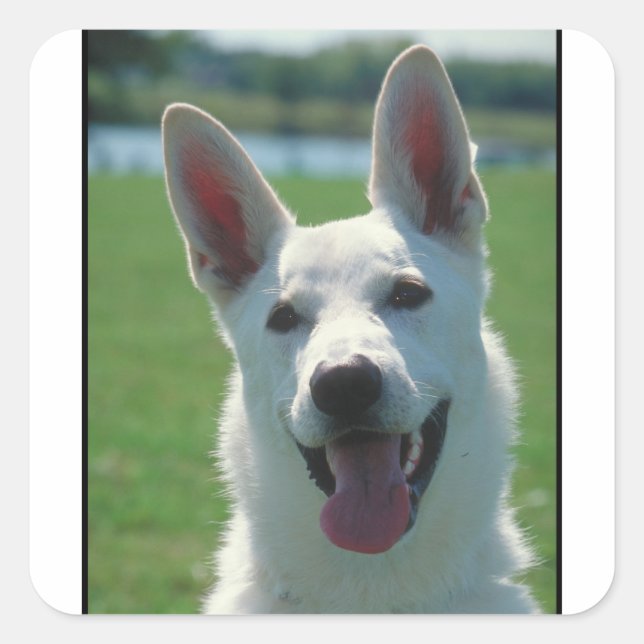 White German Shepherd Hund Fyrkantigt Klistermärke (Framsida)