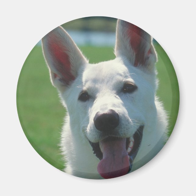 White German Shepherd Hund Magnet (Framsidan)