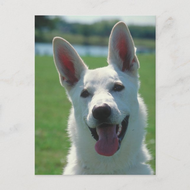 White German Shepherd Hund Vykort (Framsida)