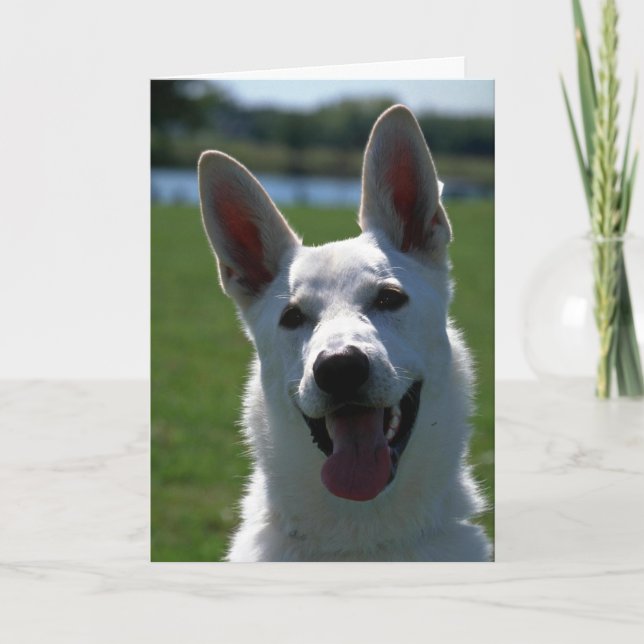 White German Shepherd Kort (Framsida)