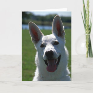 White German Shepherd Kort