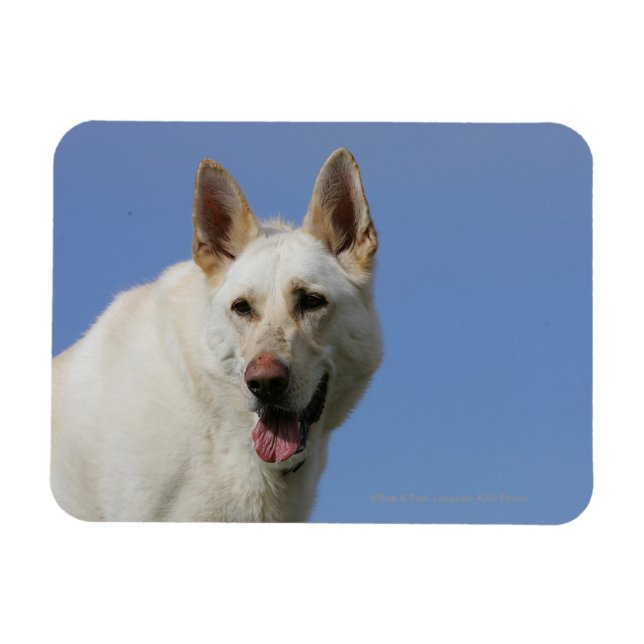 White German Shepherd Magnet (Horisontell)