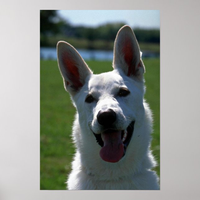 White German Shepherd Poster (Framsidan)