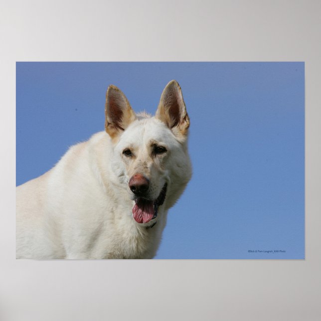 White German Shepherd Poster (Framsidan)