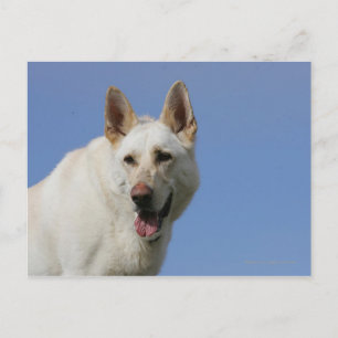 White German Shepherd Vykort