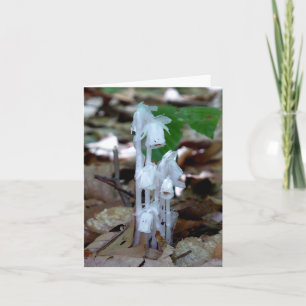 White Ghost Plant Anteckningskort