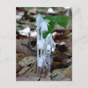 White Ghost Plant Vykort