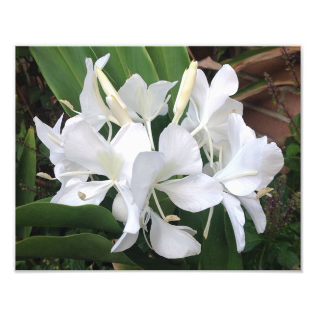 White Ginger-Blommar Fototryck (Framsidan)