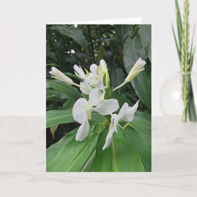 White Ginger Kort (Framsida)