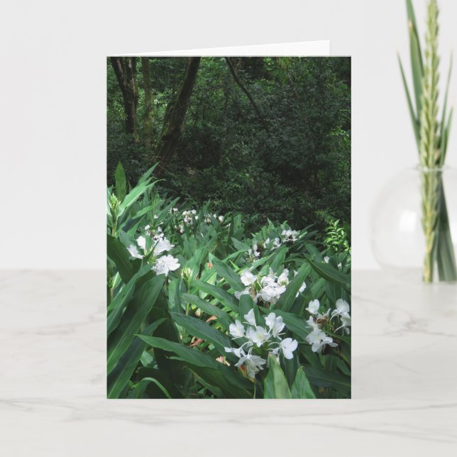 White Ginger Kort (Framsida)
