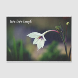 White Gladiolus Garden Flower Motivational