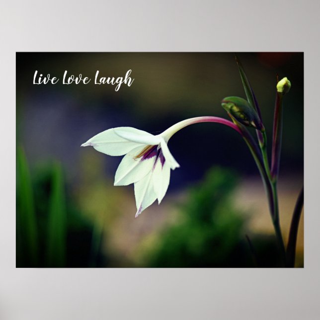 White Gladiolus Garden Flower Motivational Poster (Framsidan)
