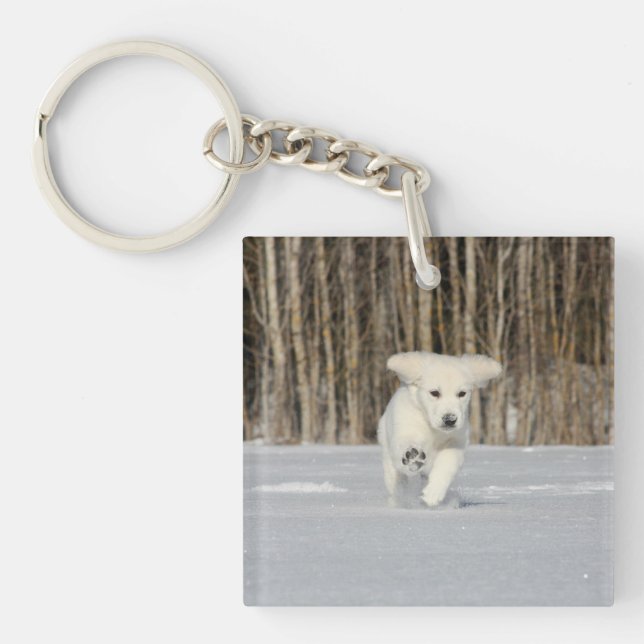White Golden Retriever Puppy i Snö (Framsidan)