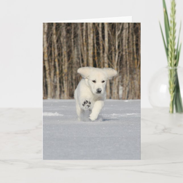 White Golden Retriever Puppy in Snow Kort (Framsida)