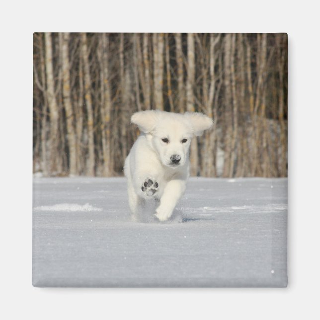 White Golden Retriever Puppy in Snow Magnet (Framsidan)