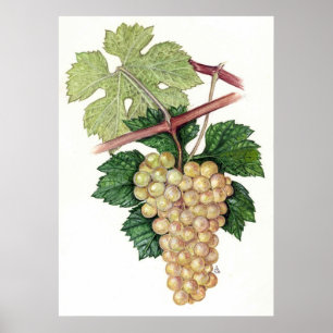 White Grape - Sue Abonyi Poster