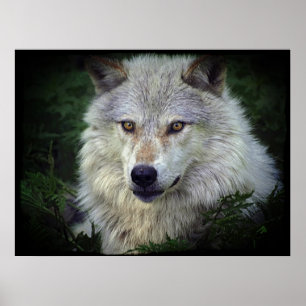 White Grått Varg Wildlife Supporter Poster