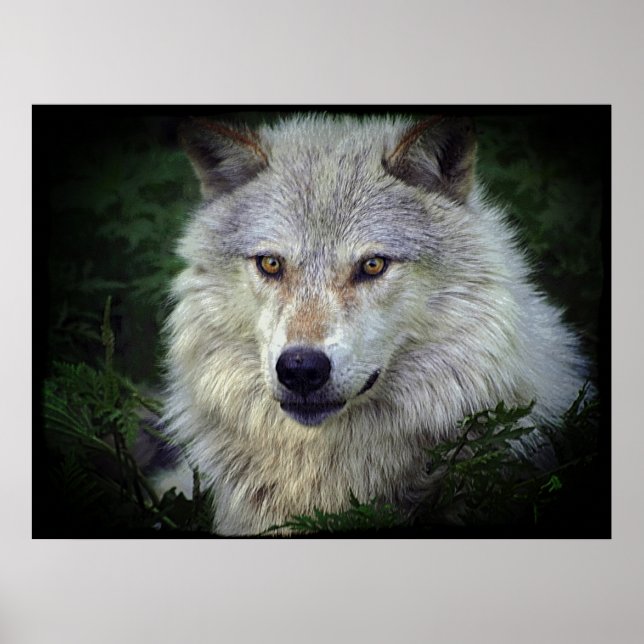 White Grått Varg Wildlife Supporter Poster (Framsidan)