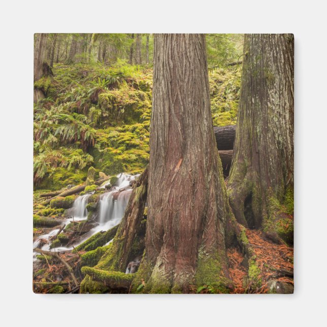 White Gren Falls, Oregon Cascades, Oregon Magnet (Framsidan)