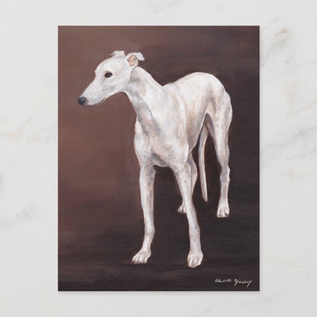 White Greyhound Hund Art-vykort Vykort (Framsida)