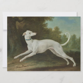 White Greyhound Hund Kort