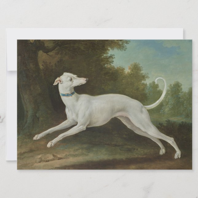 White Greyhound Hund Kort (Framsida)