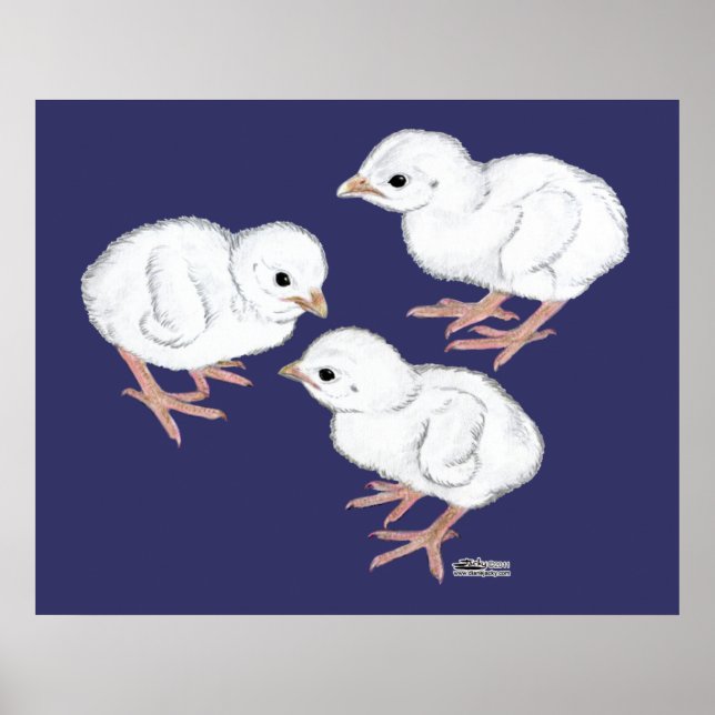 White Guinea Keets Poster (Framsidan)