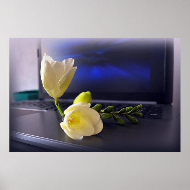 White gult Fresia Poster (Framsidan)