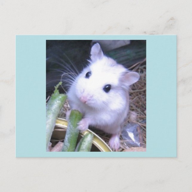 White Hamster Vykort (Framsida)