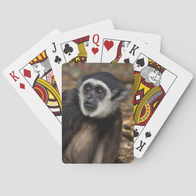 White-Handed Gibbon (Hylobates Lar), Monkeyland Casinokort (Baksidan)