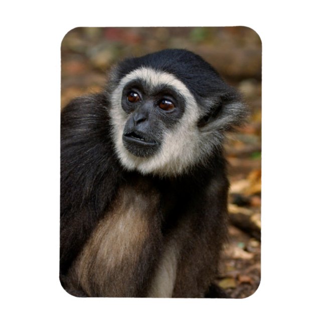 White-Handed Gibbon (Hylobates Lar), Monkeyland Magnet (Vertikal)