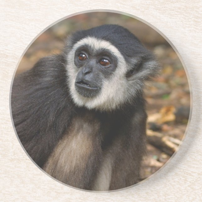 White-Handed Gibbon (Hylobates Lar), Monkeyland Underlägg Sandsten (Framsidan)