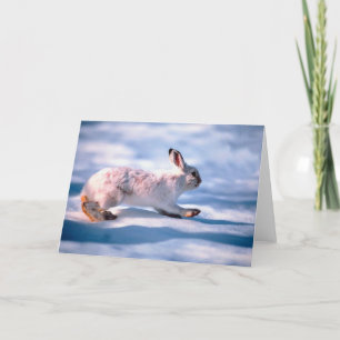 White Hare Helgkort
