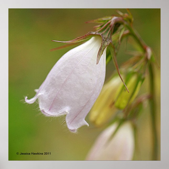 White Harebell Poster (Framsidan)