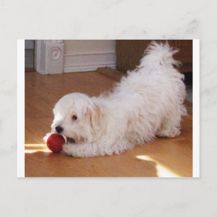 White Havanese Puppy Spelar med Red Boll Vykort