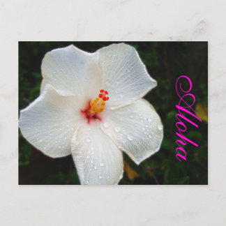 White Hawaii Hibiscus Vykort