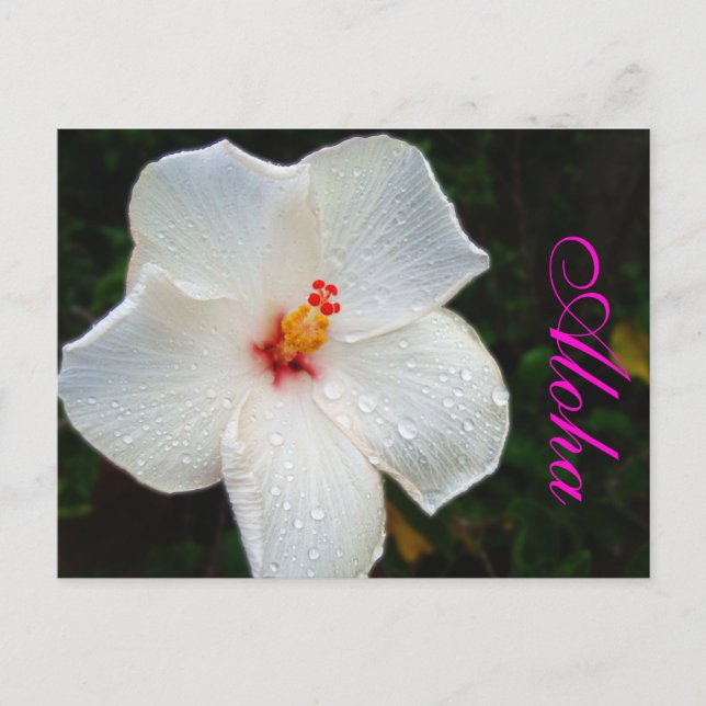 White Hawaii Hibiscus Vykort (Framsida)