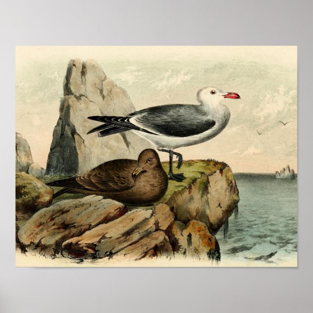 White Headed Gull Poster (Framsidan)