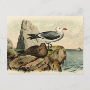 White Headed Gull Vykort