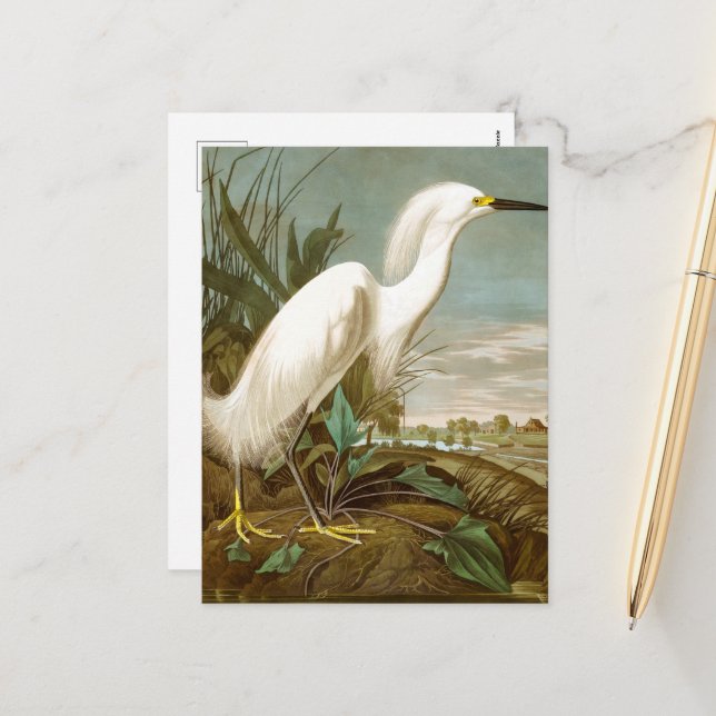 White Heron av John James Audubon Helg Vykort (Fram/Back In Situ)
