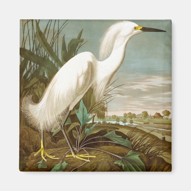 White Heron av John James Audubon Magnet (Framsidan)