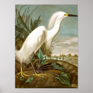 White Heron av John James Audubon Poster