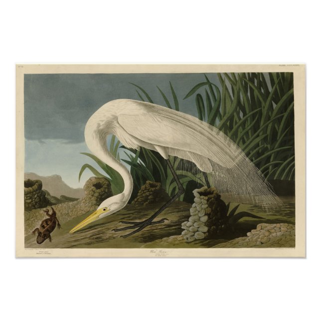 White Heron, Underbar Egret, Audubon Birds of Amer Fototryck (Framsidan)