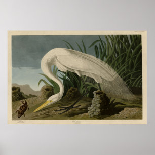 White Heron, Underbar Egret, Audubon Birds of Amer Poster
