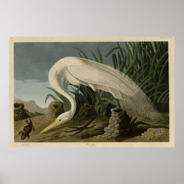 White Heron, Underbar Egret, Audubon Birds of Amer Poster (Framsidan)