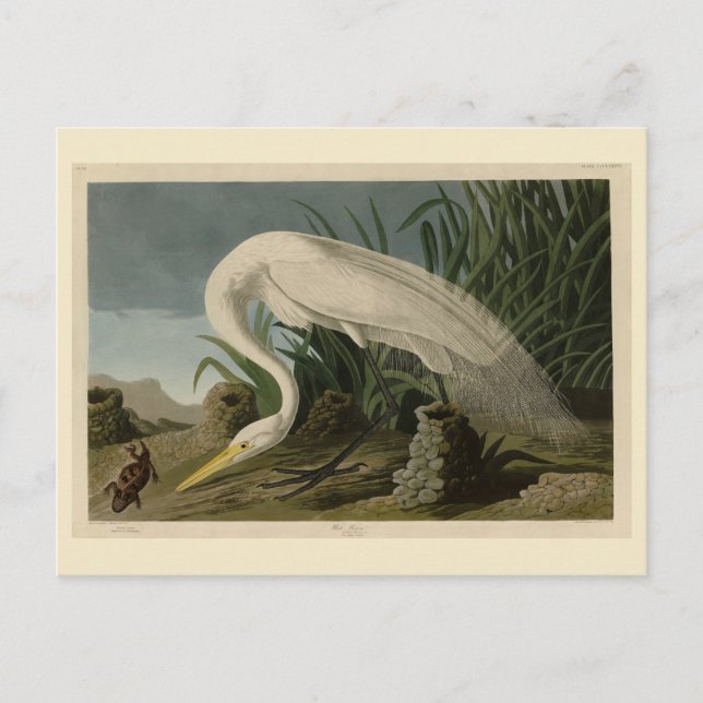 White Heron, Underbar Egret, Audubon Birds of Amer Vykort (Framsida)