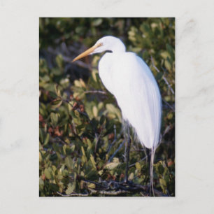 White Heron Vykort
